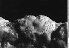 Historisches Foto von Bullariscus patruliusi (Robins, Feldmann & Schweitzer, 2013) (NHMW-AFW-GEO-BACHMAYER-FOTO-1990-0041-2976)